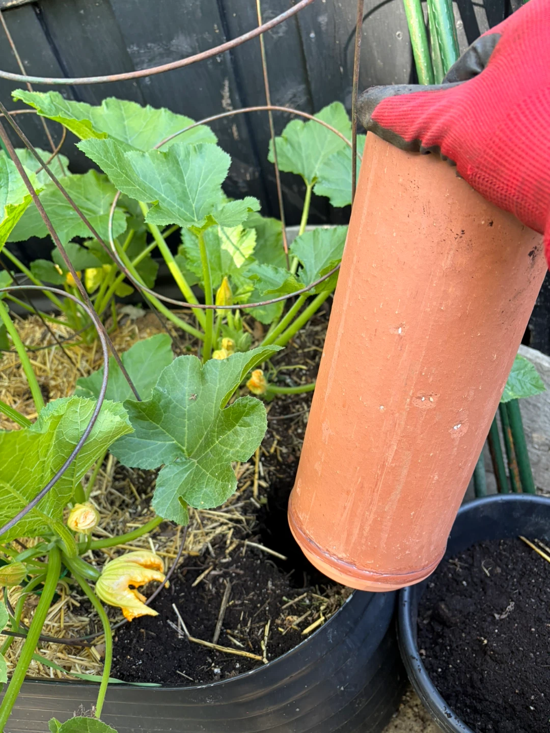 10 TERRACOTTA OLLAS FOR DEEP ROOT WATERING
