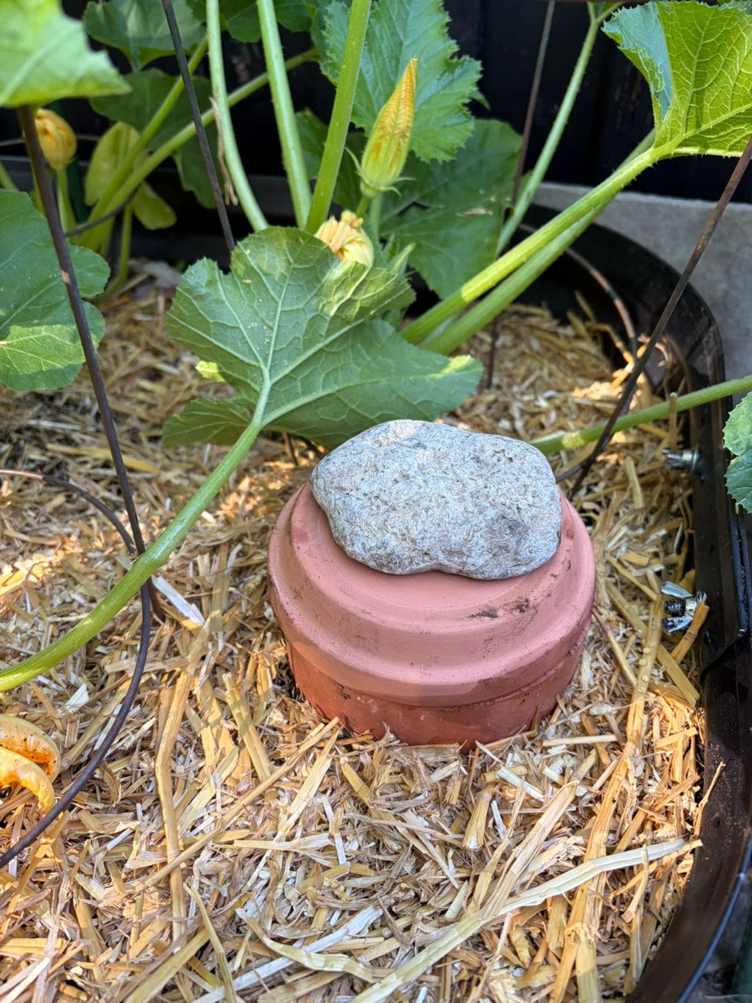 10 TERRACOTTA OLLAS FOR DEEP ROOT WATERING - photo 3