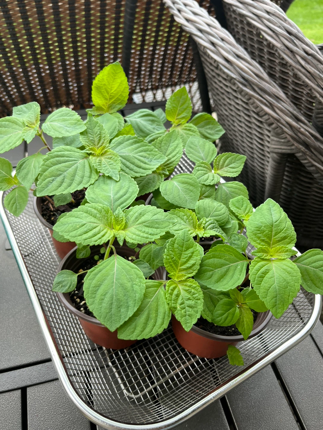 Shiso Plants - Japanese Basil 4inch pot - photo 3