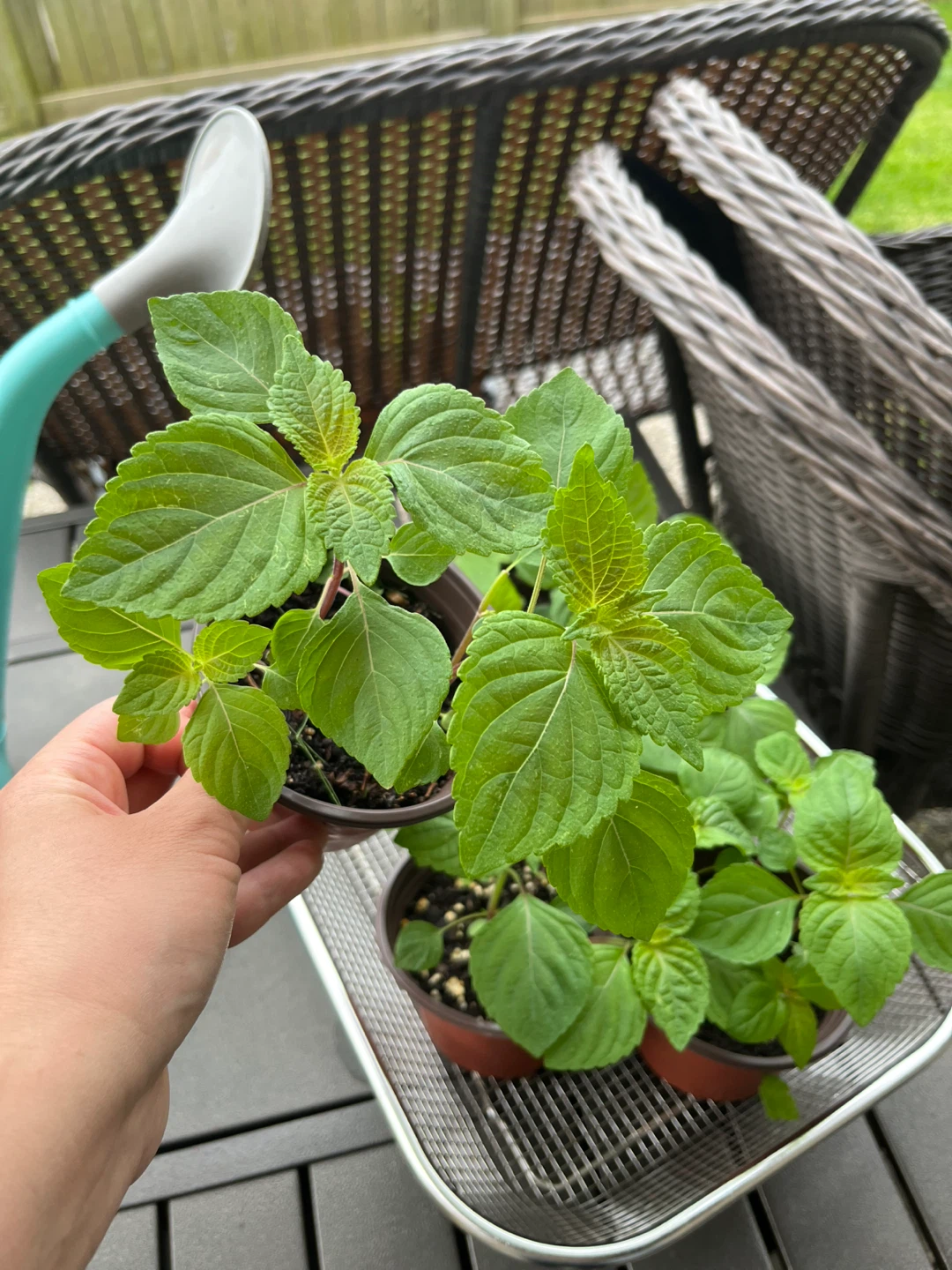 Shiso Plants - Japanese Basil 4inch pot - photo 2