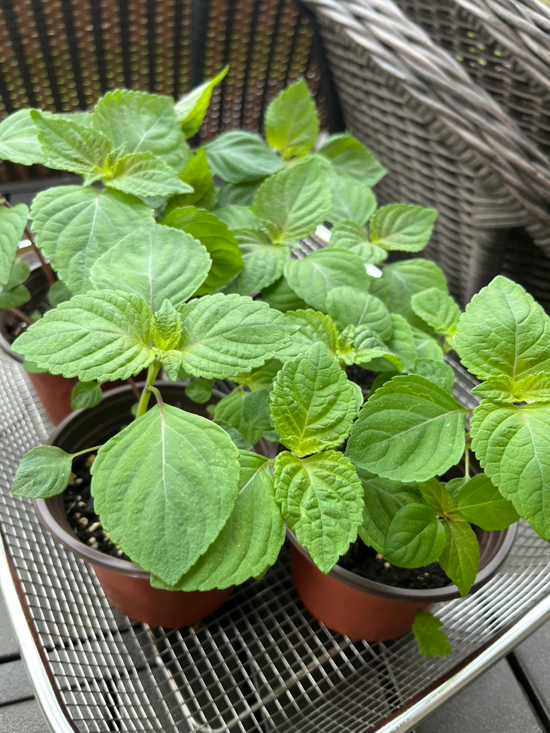 Shiso Plants - Japanese Basil 4inch pot