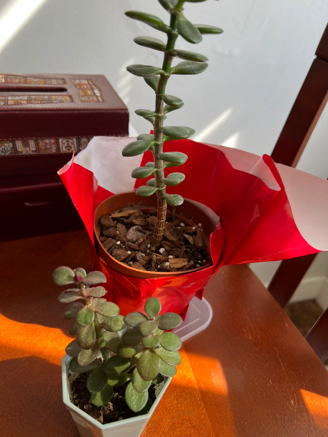 Two Jade Plants