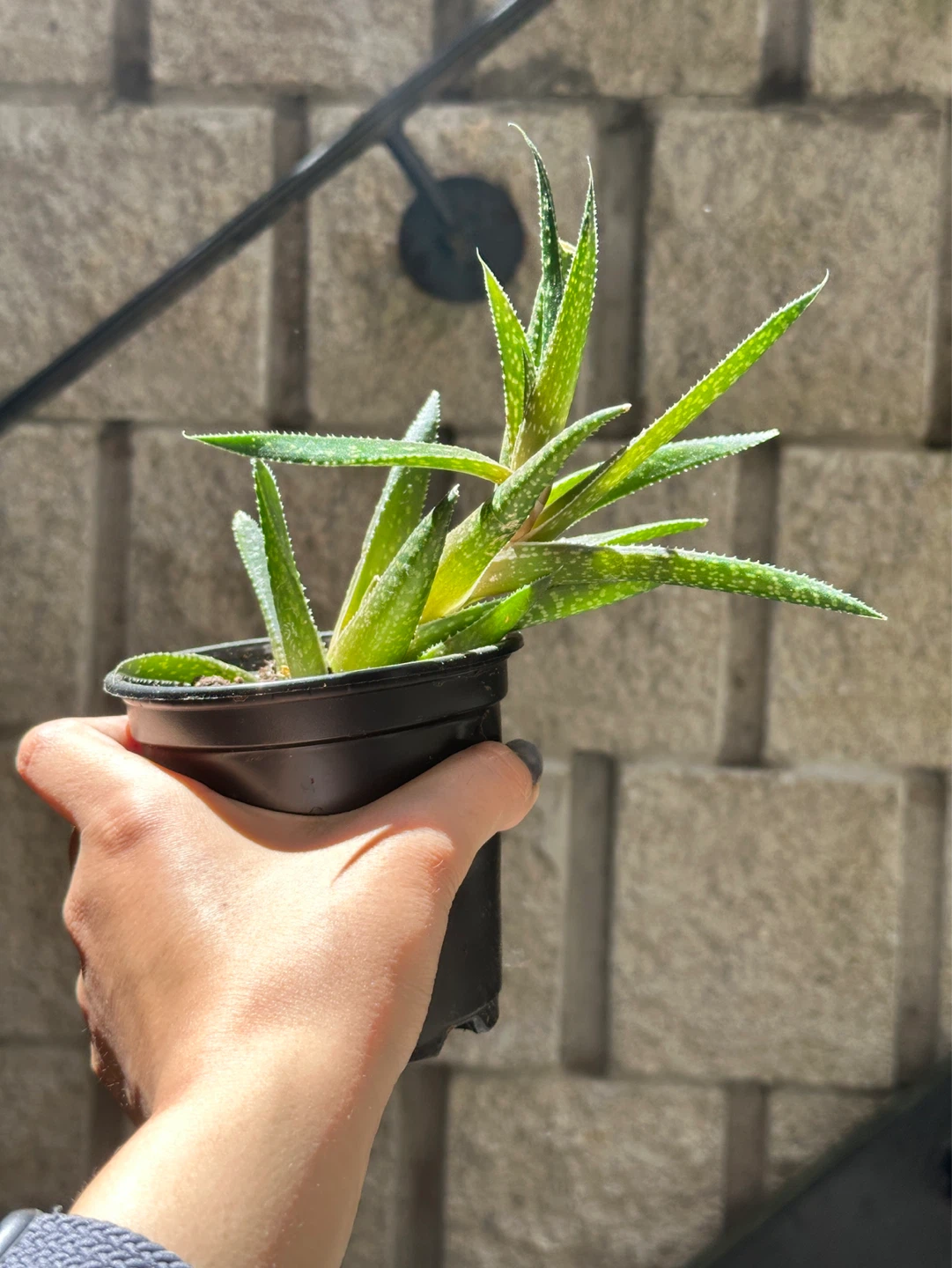 Gasteraloe Succulent Plant - photo 5