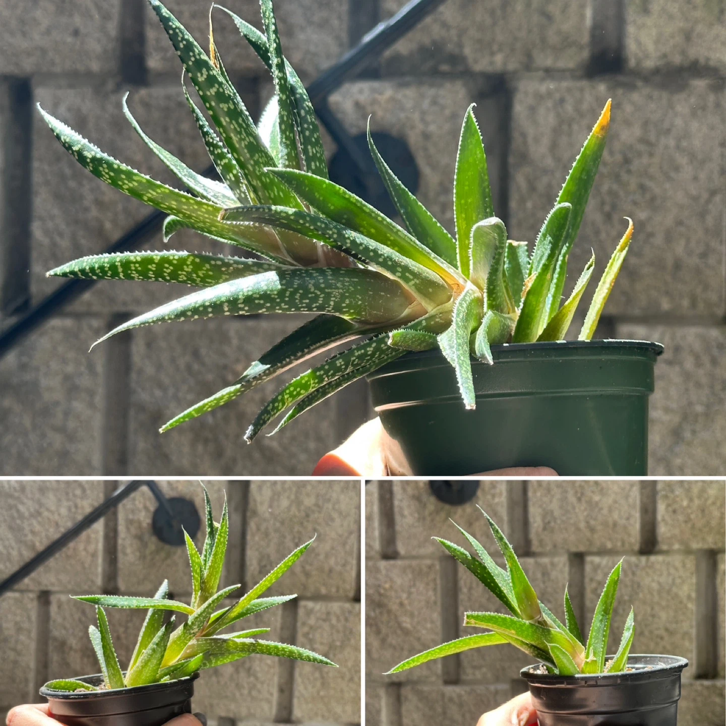Gasteraloe Succulent Plant