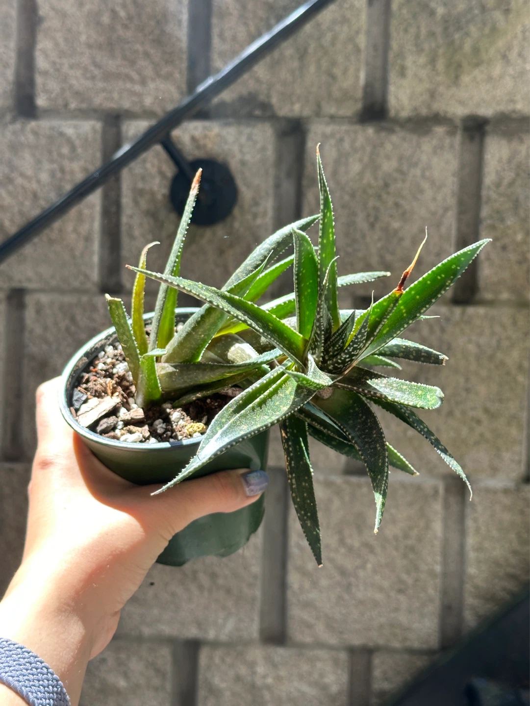 Gasteraloe Succulent Plant - photo 3