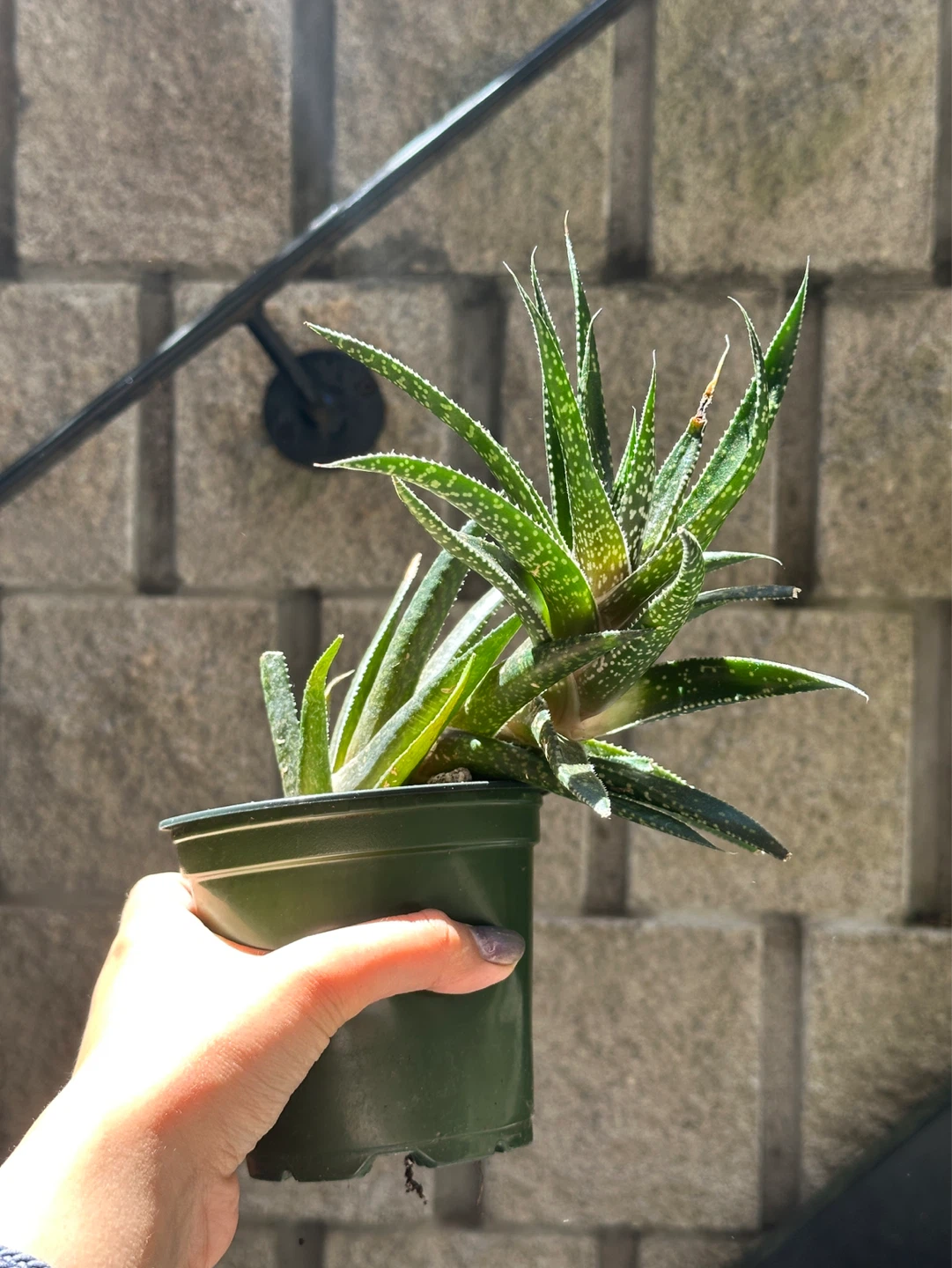 Gasteraloe Succulent Plant - photo 4