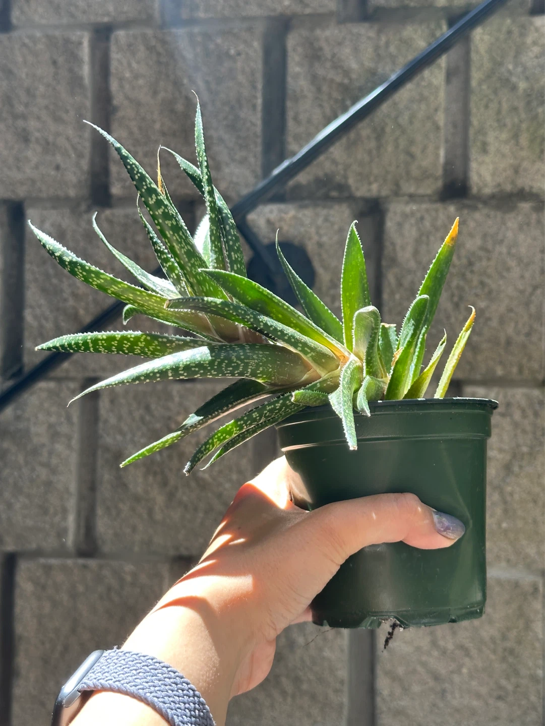 Gasteraloe Succulent Plant - photo 2