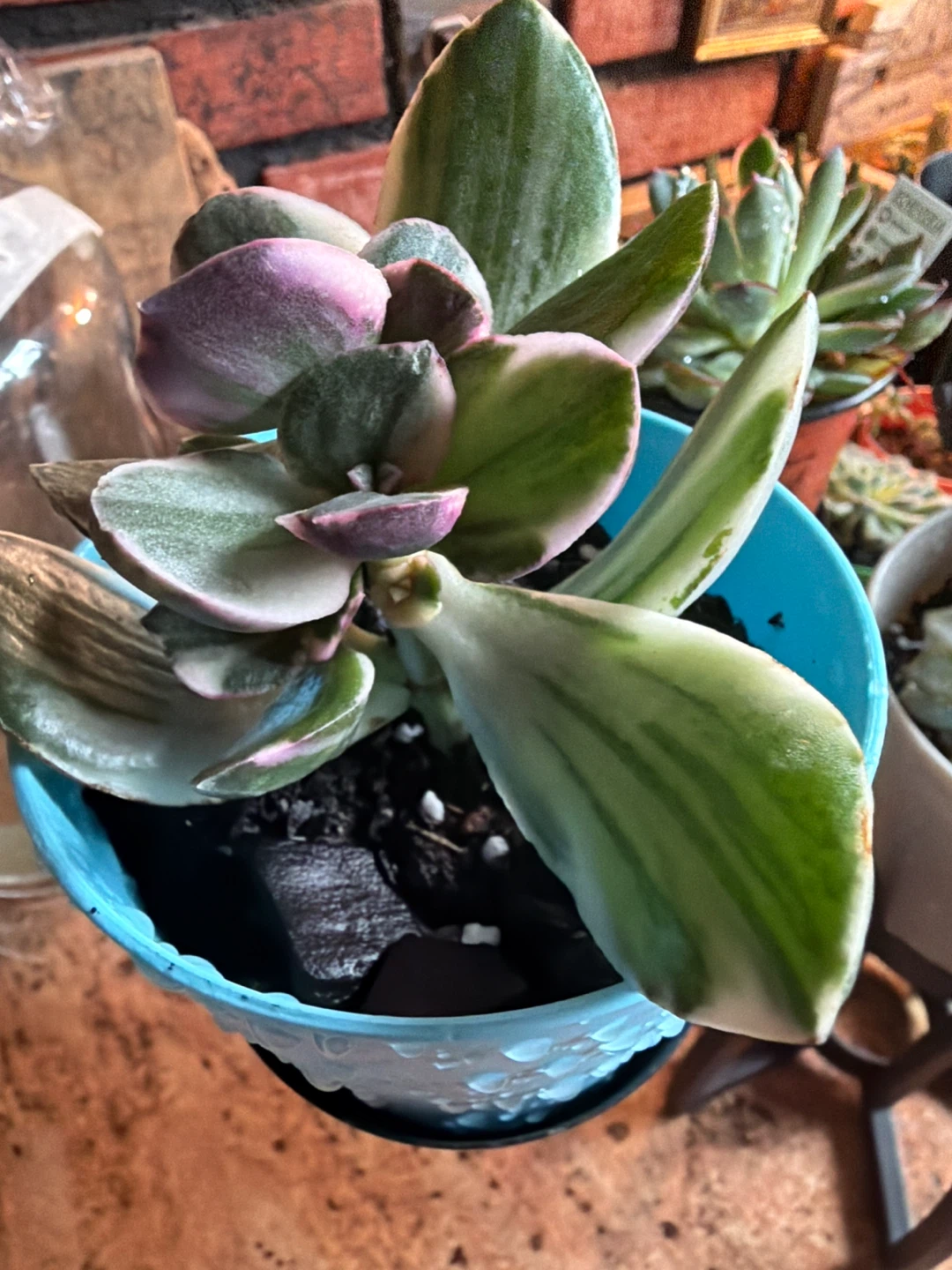 Assorted Succulent Plants with beautiful plant stand - photo 3