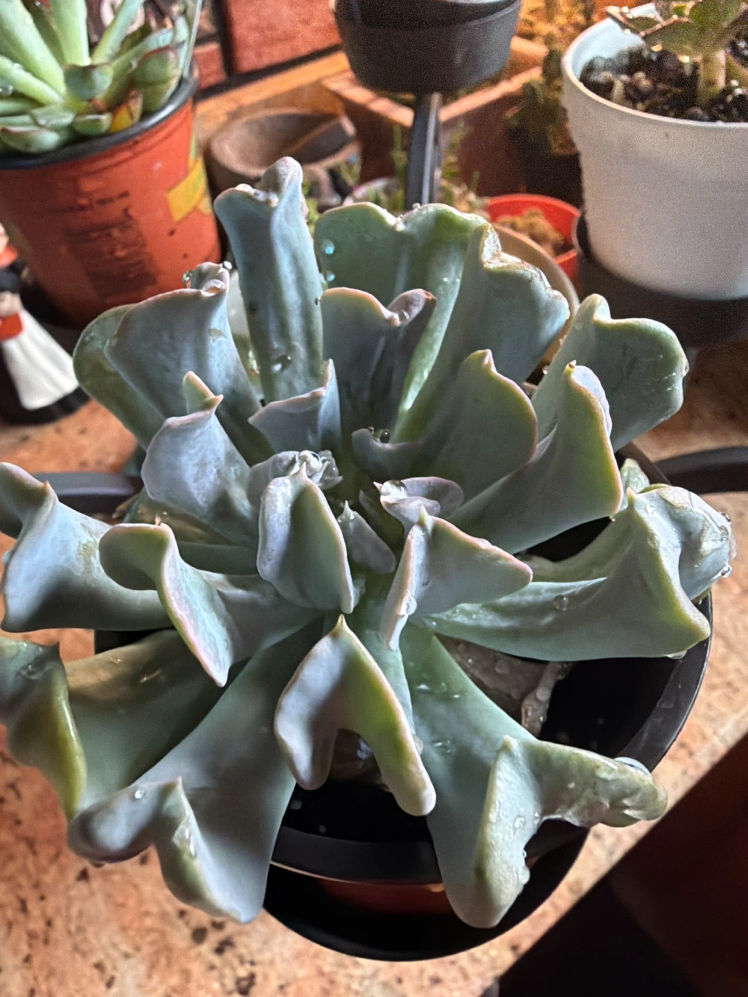 Assorted Succulent Plants with beautiful plant stand - photo 4