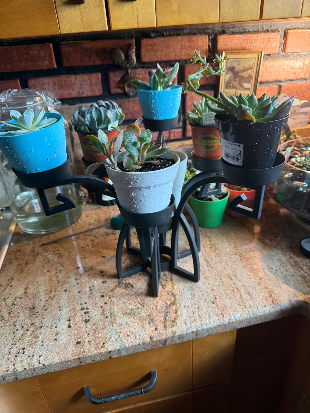 Assorted Succulent Plants with beautiful plant stand
