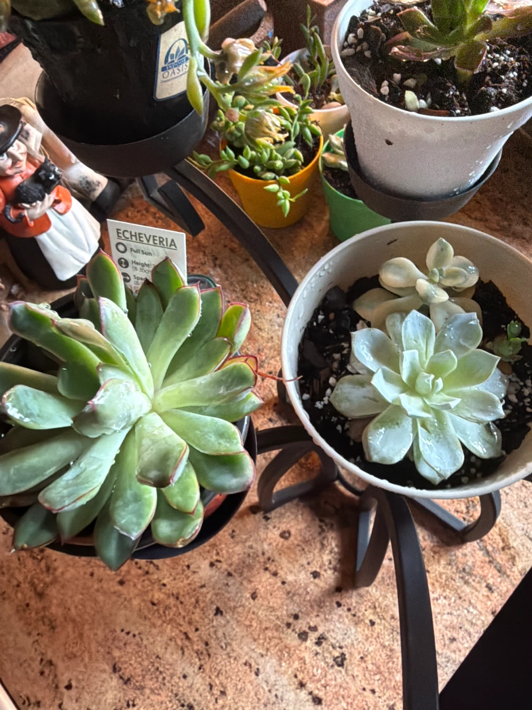 Assorted Succulent Plants with beautiful plant stand - photo 5