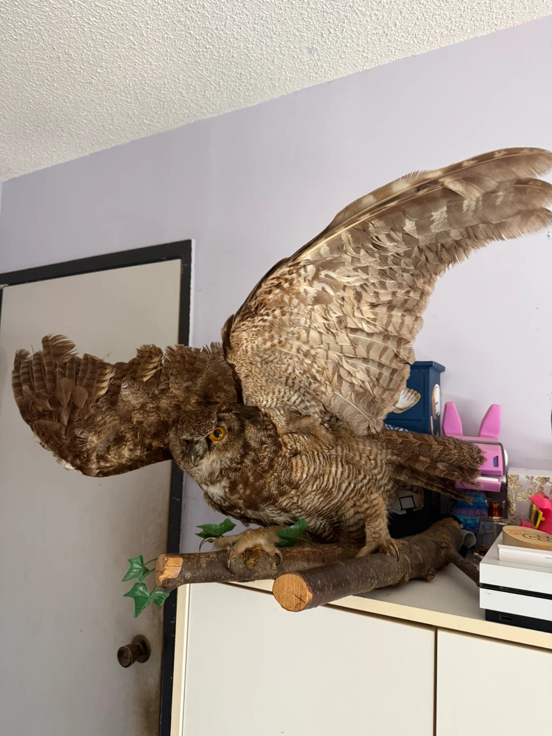 Taxidermied Owl Display