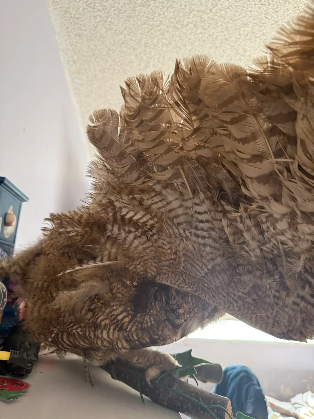 Taxidermied Owl Display - photo 3