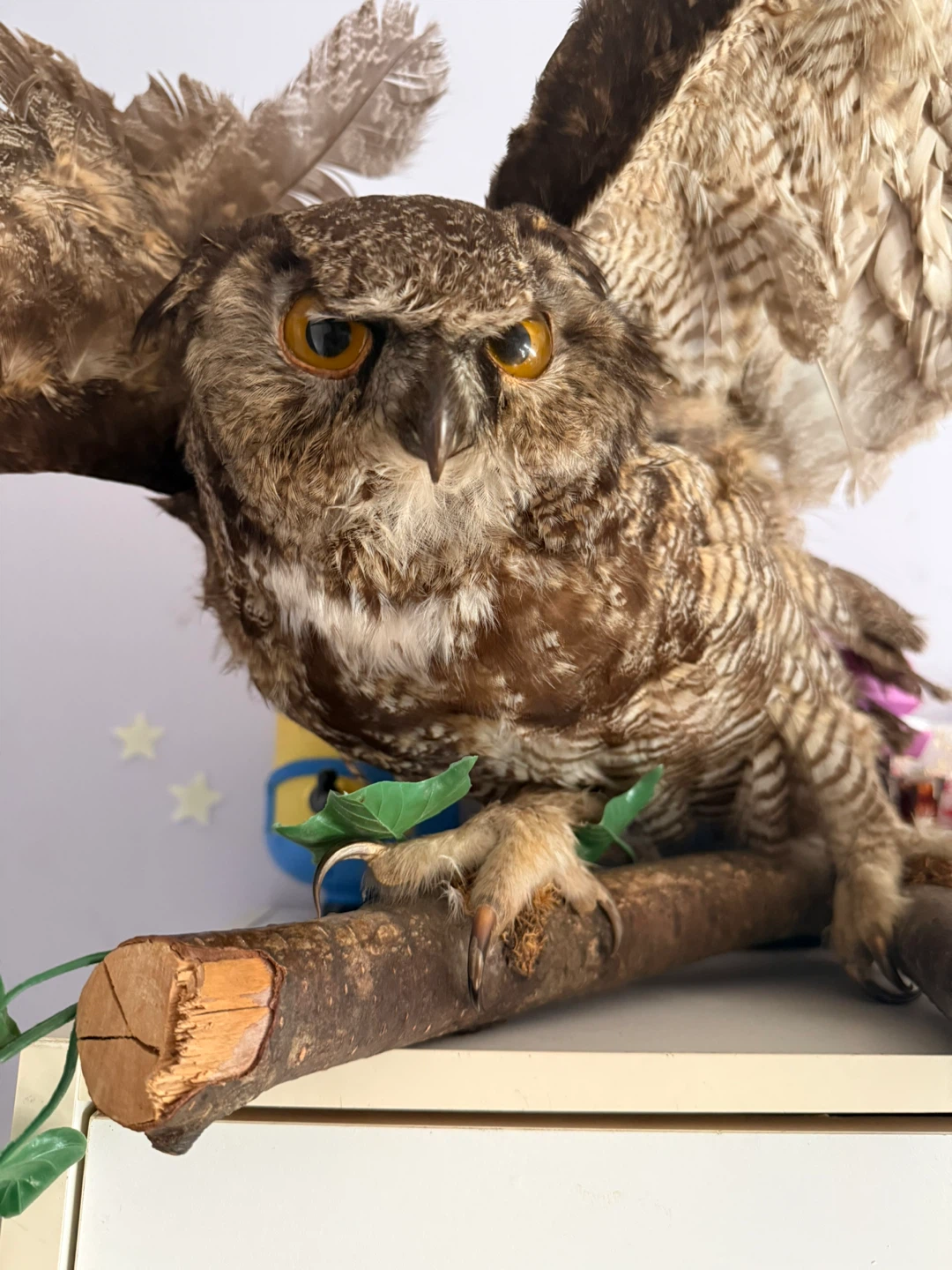 Taxidermied Owl Display - photo 2