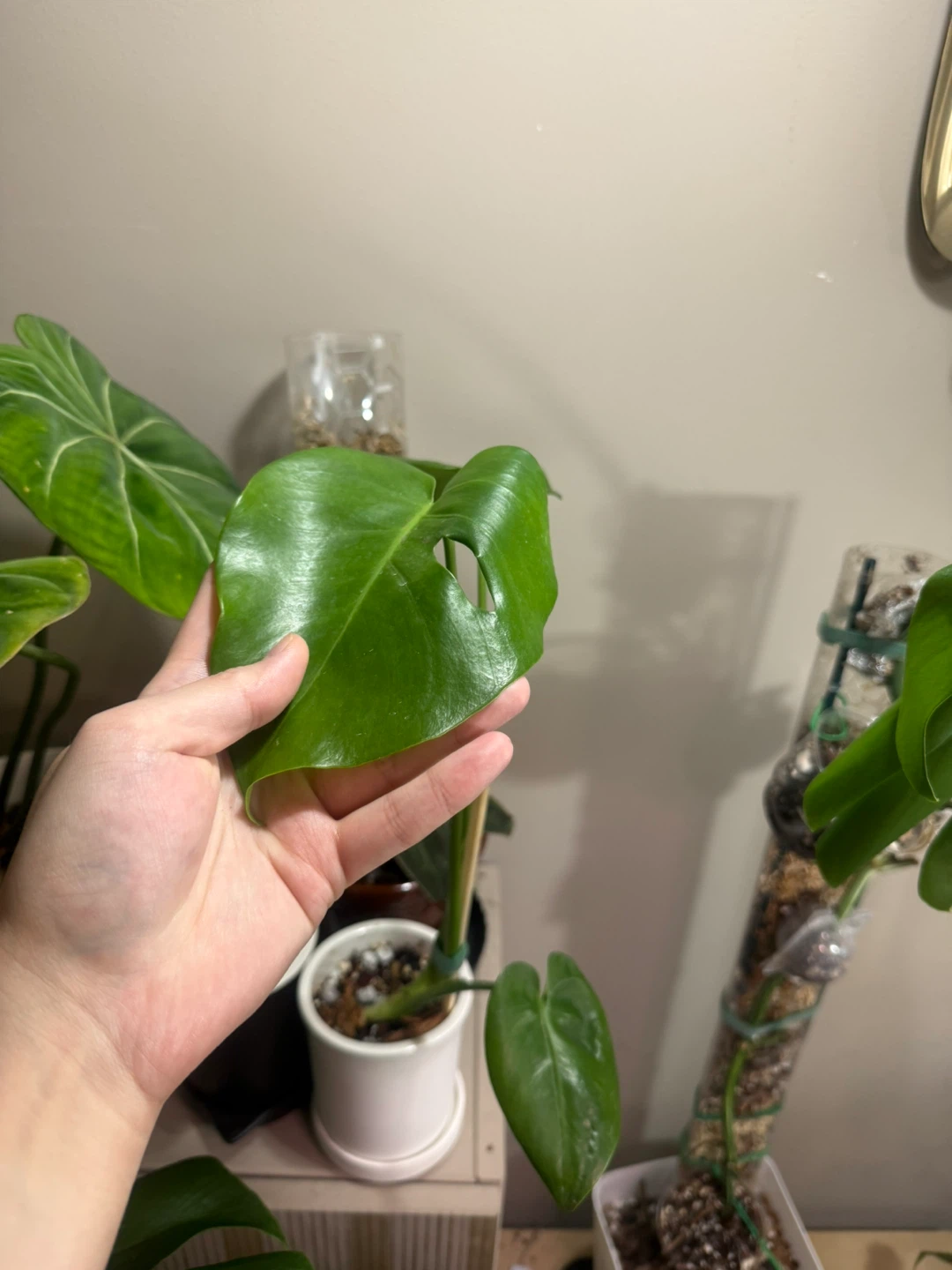 Young Monstera Plant with ceramic planter - photo 3