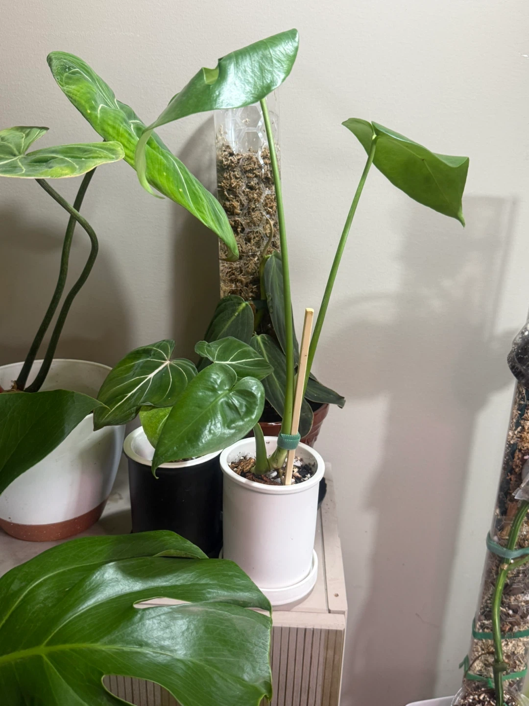 Young Monstera Plant with ceramic planter - photo 5