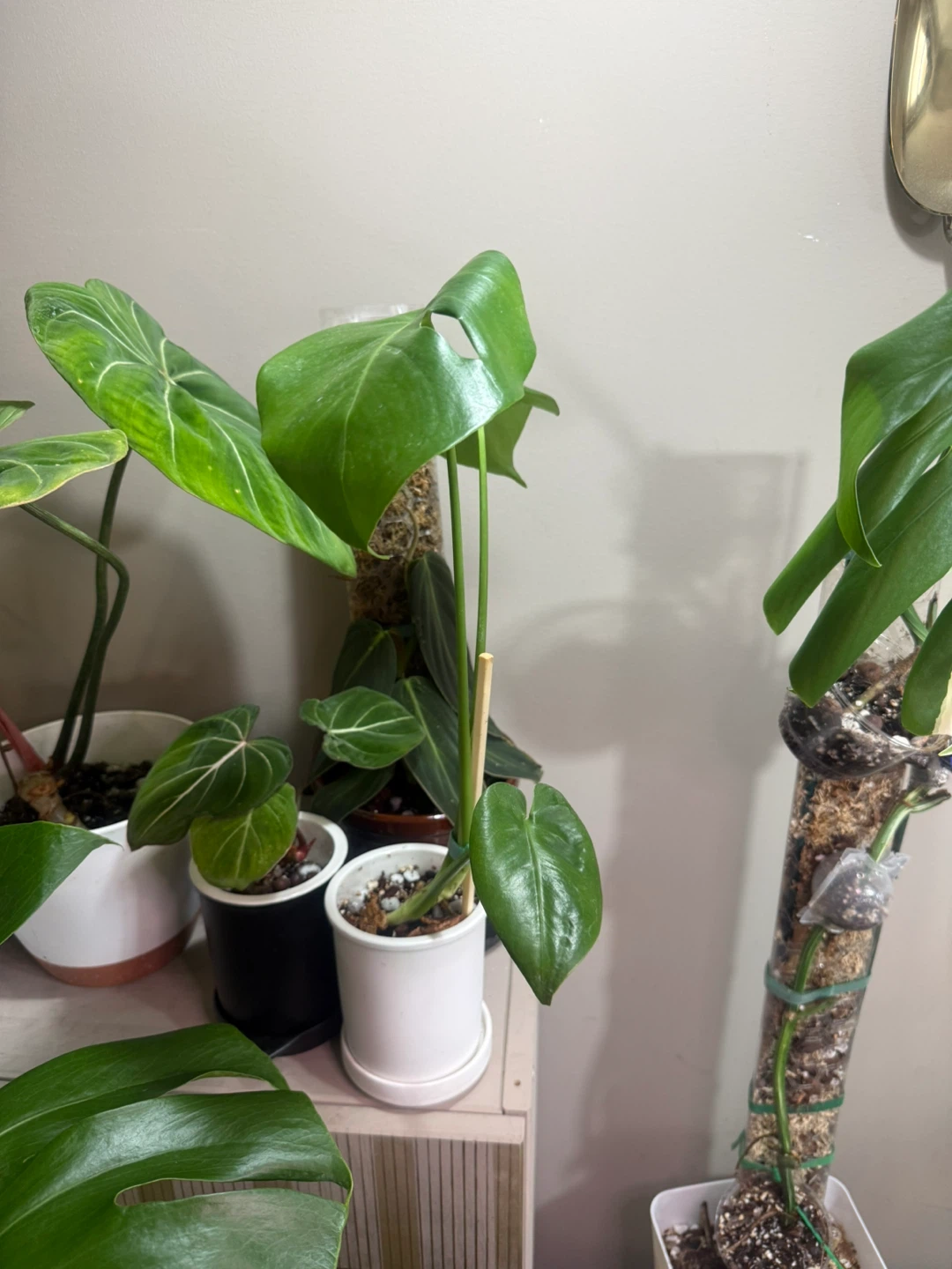 Young Monstera Plant with ceramic planter - photo 2