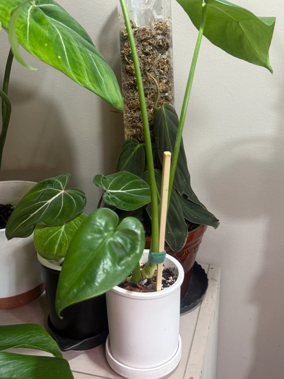 Young Monstera Plant with ceramic planter - photo 4