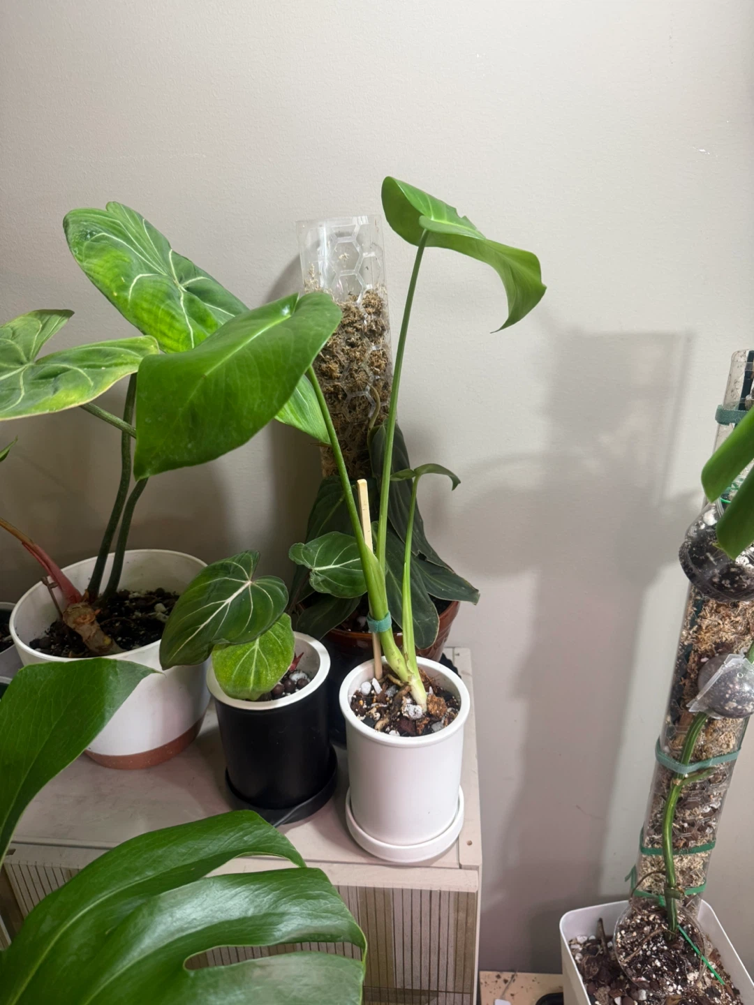 Young Monstera Plant with ceramic planter