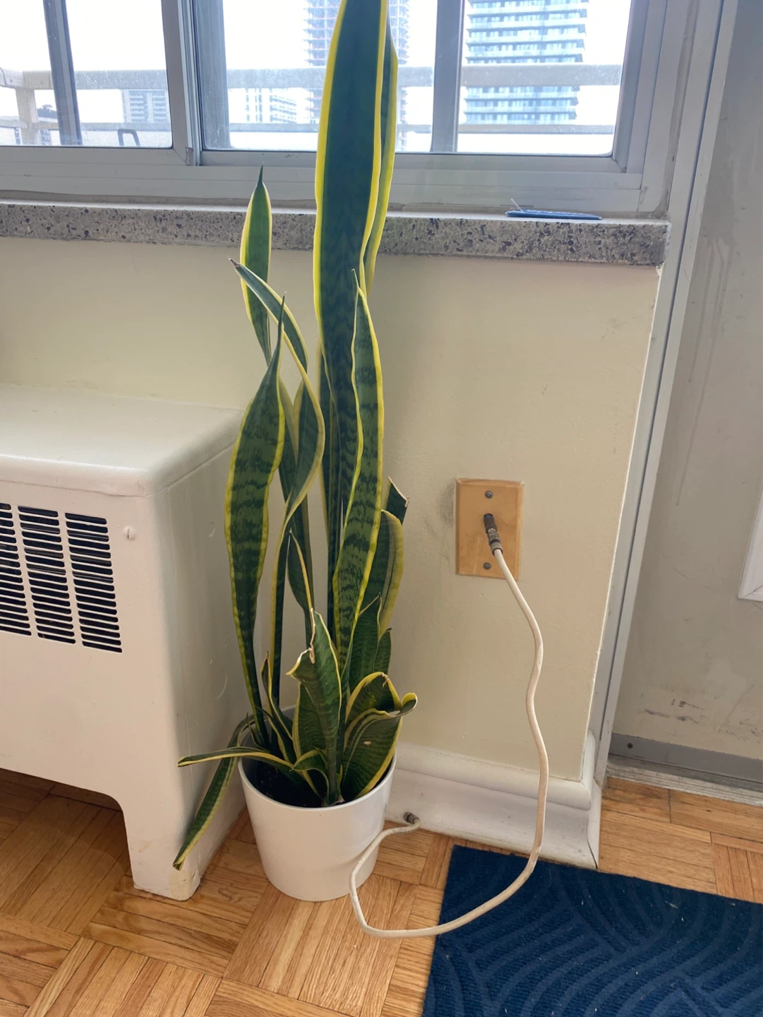 Snake plant