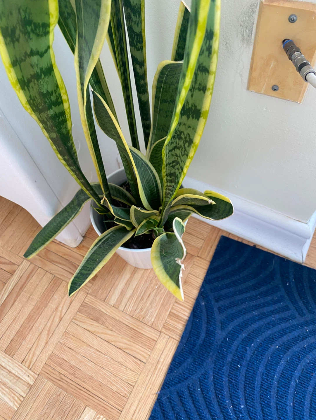 Snake plant - photo 2