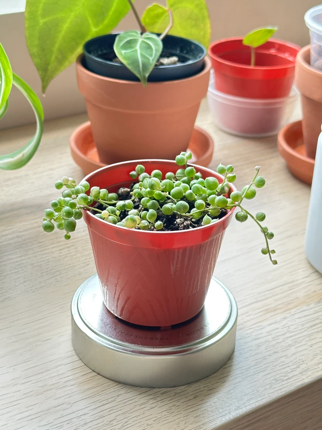 String of Pearls Variegata (Senecio Marble) Plant 3”