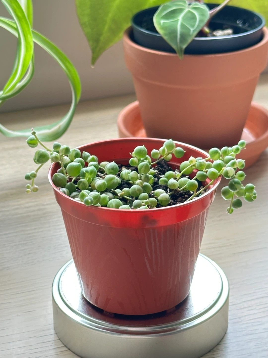 String of Pearls Variegata (Senecio Marble) Plant 3” - photo 3