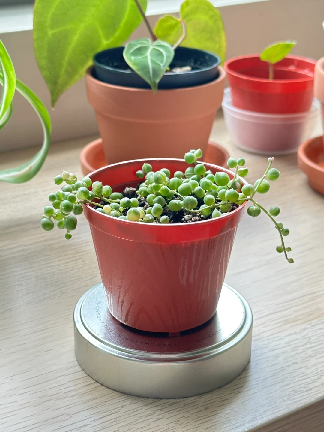 String of Pearls Variegata (Senecio Marble) Plant 3” - photo 2