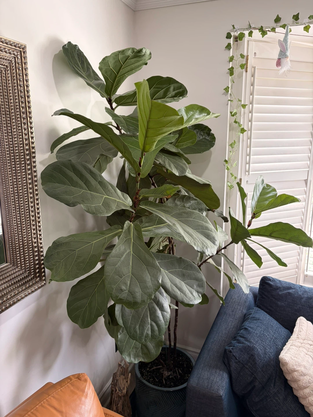 Fiddle Leaf Fig Plant