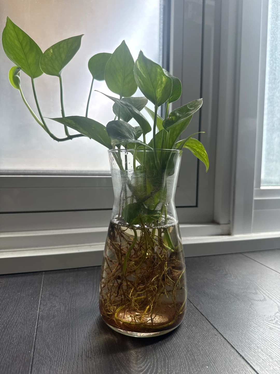 Pothos Plant Cutting in Glass Vase