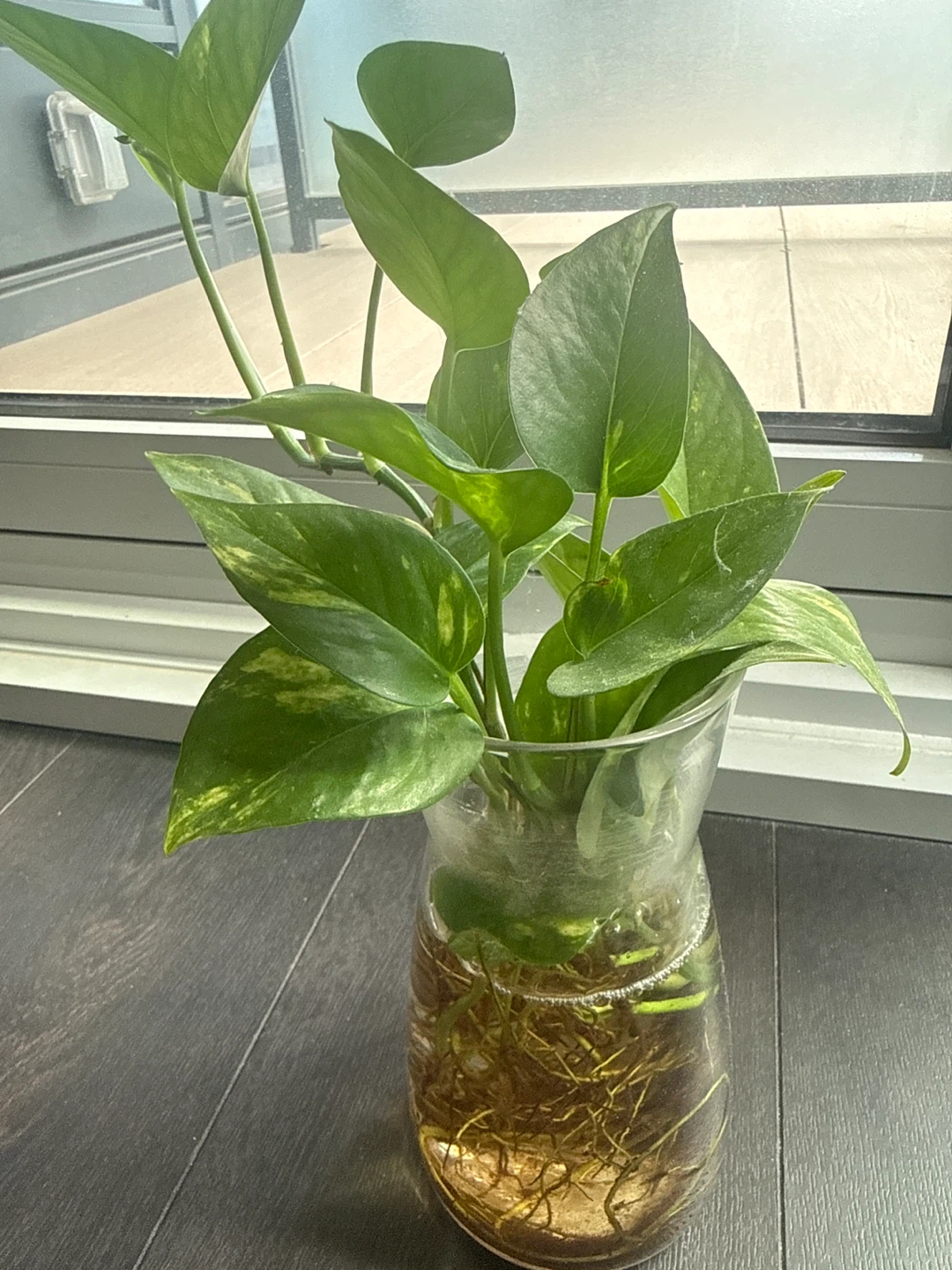 Pothos Plant Cutting in Glass Vase - photo 2