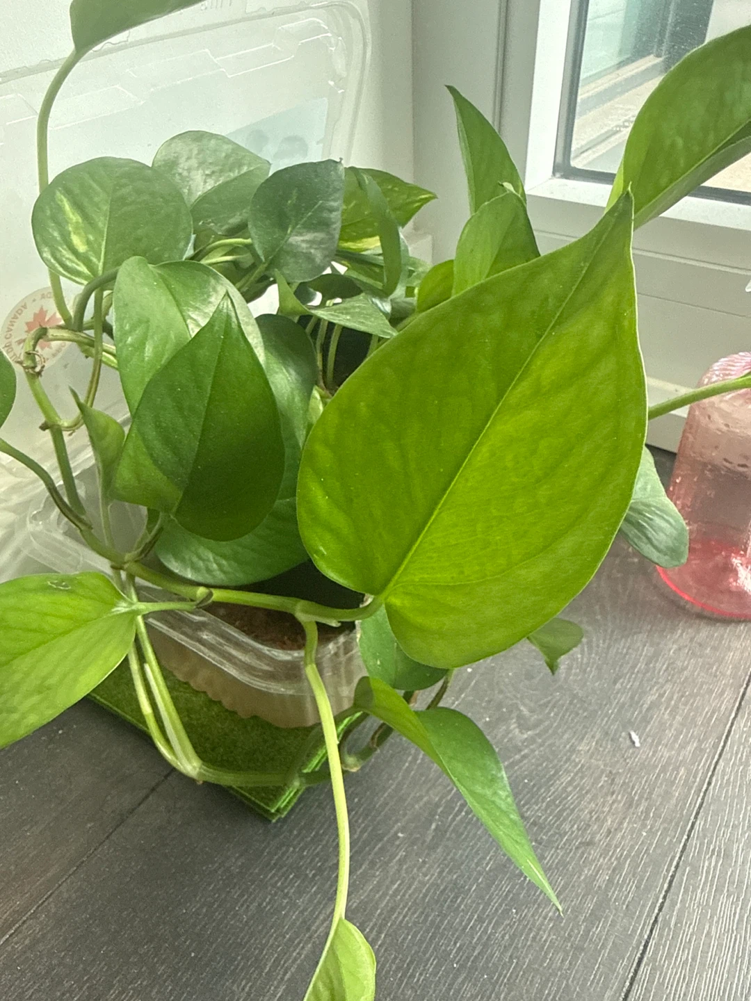 Epipremnum aureum Pothos Plant