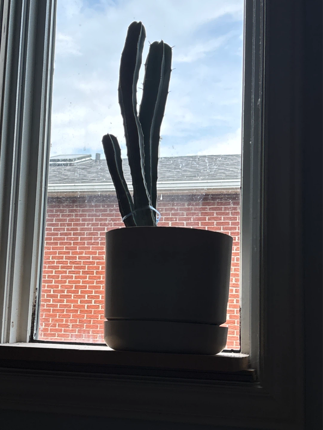 Tall Cactus Plant in Pot