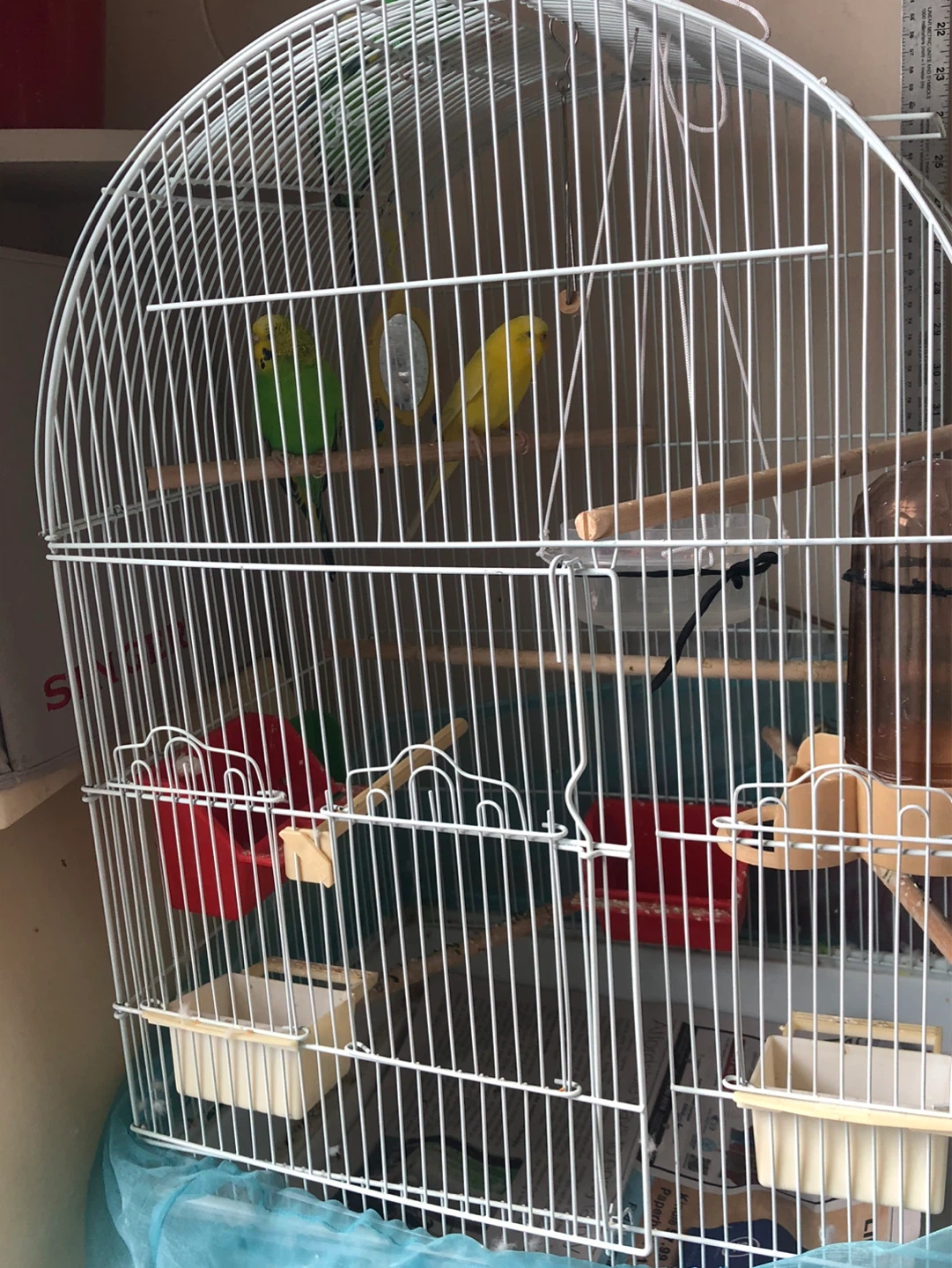 White Bird Cage with Perches