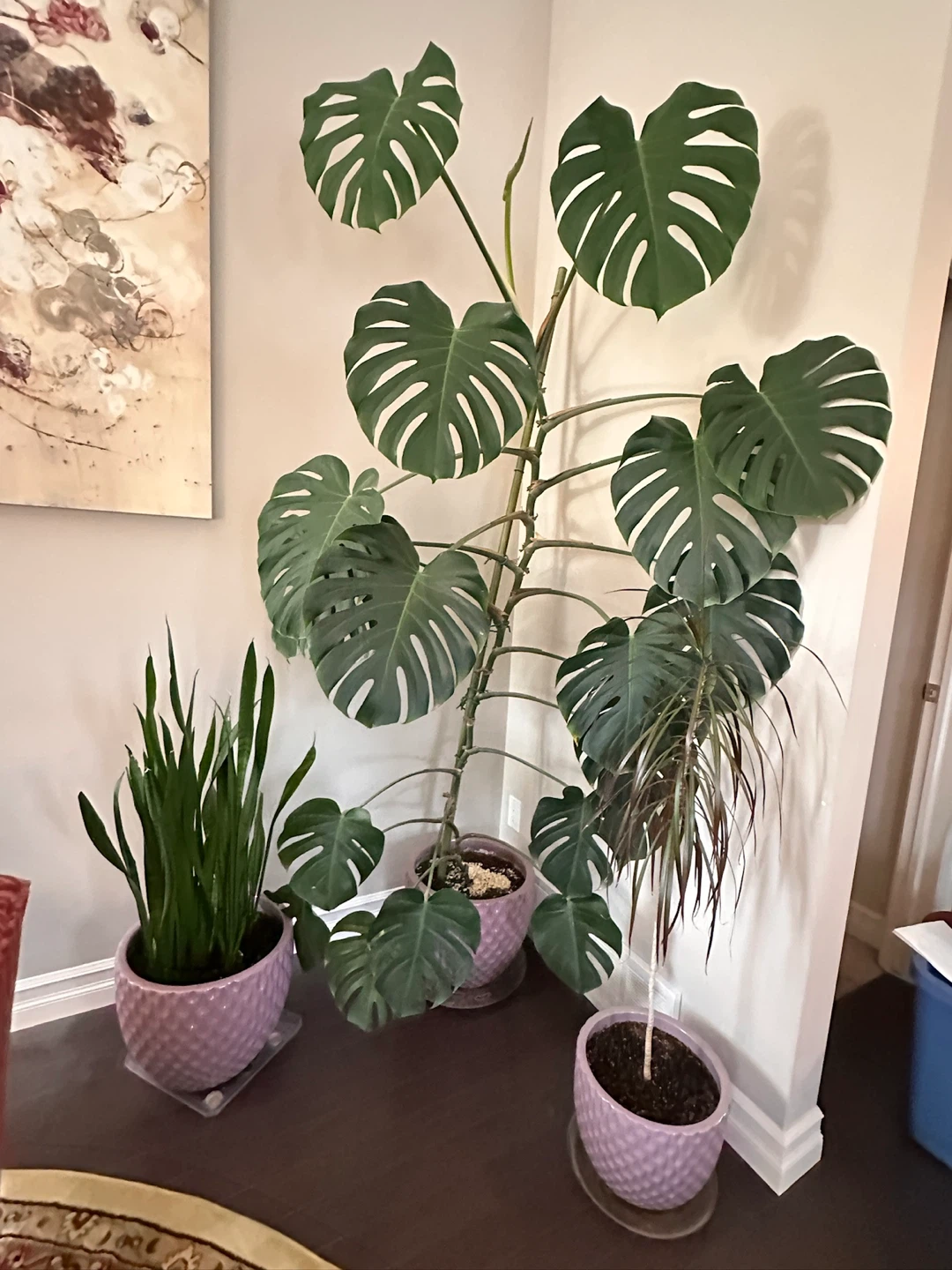 Monstera Deliciosa Plant 8ft - photo 2