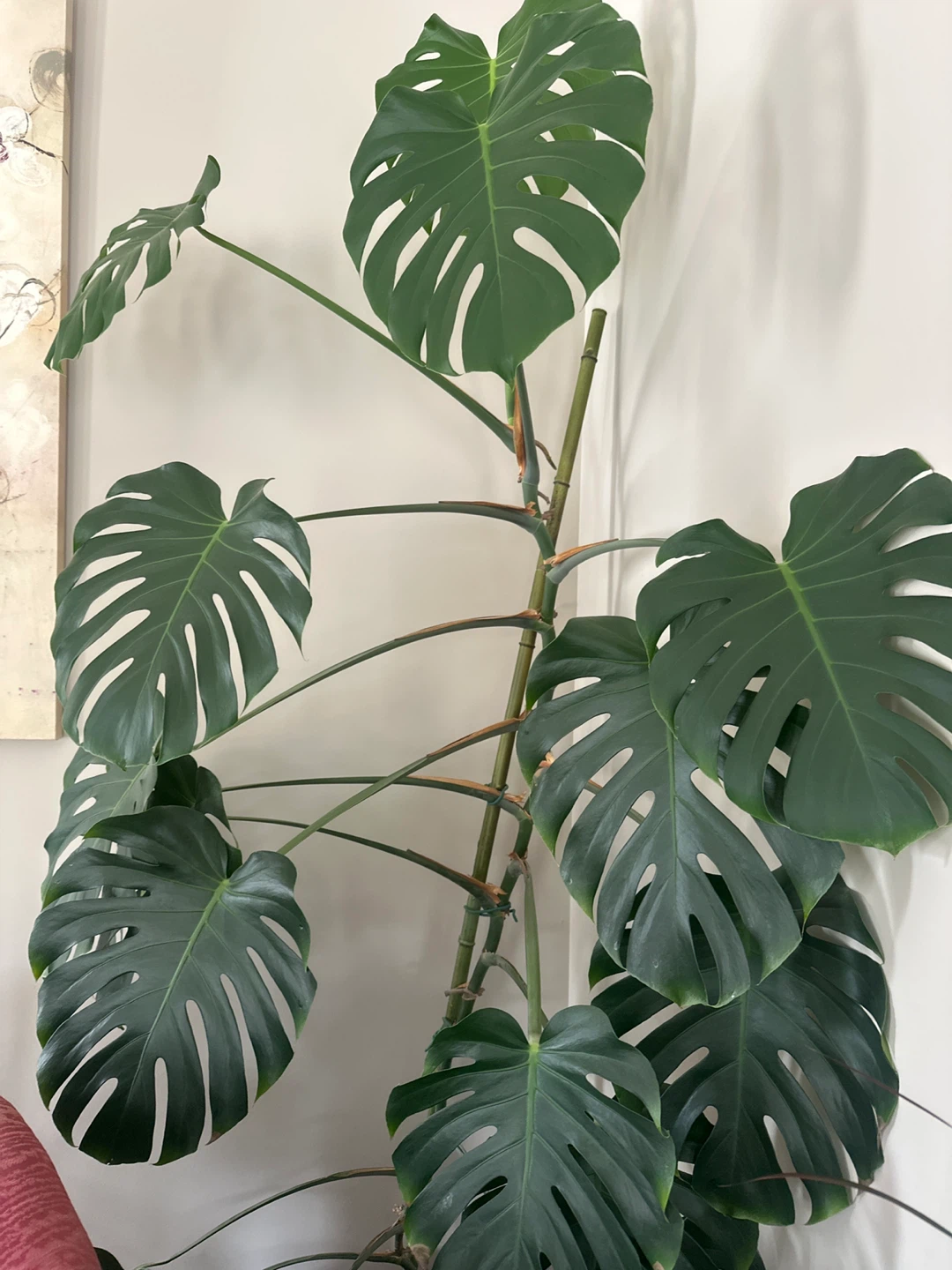 Monstera Deliciosa Plant 8ft - photo 5