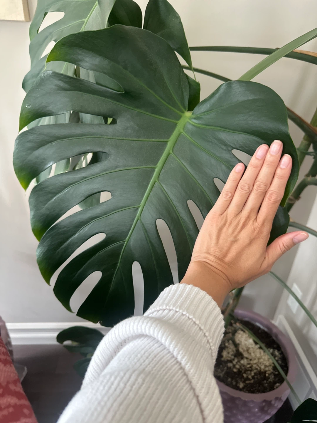 Monstera Deliciosa Plant 8ft - photo 4