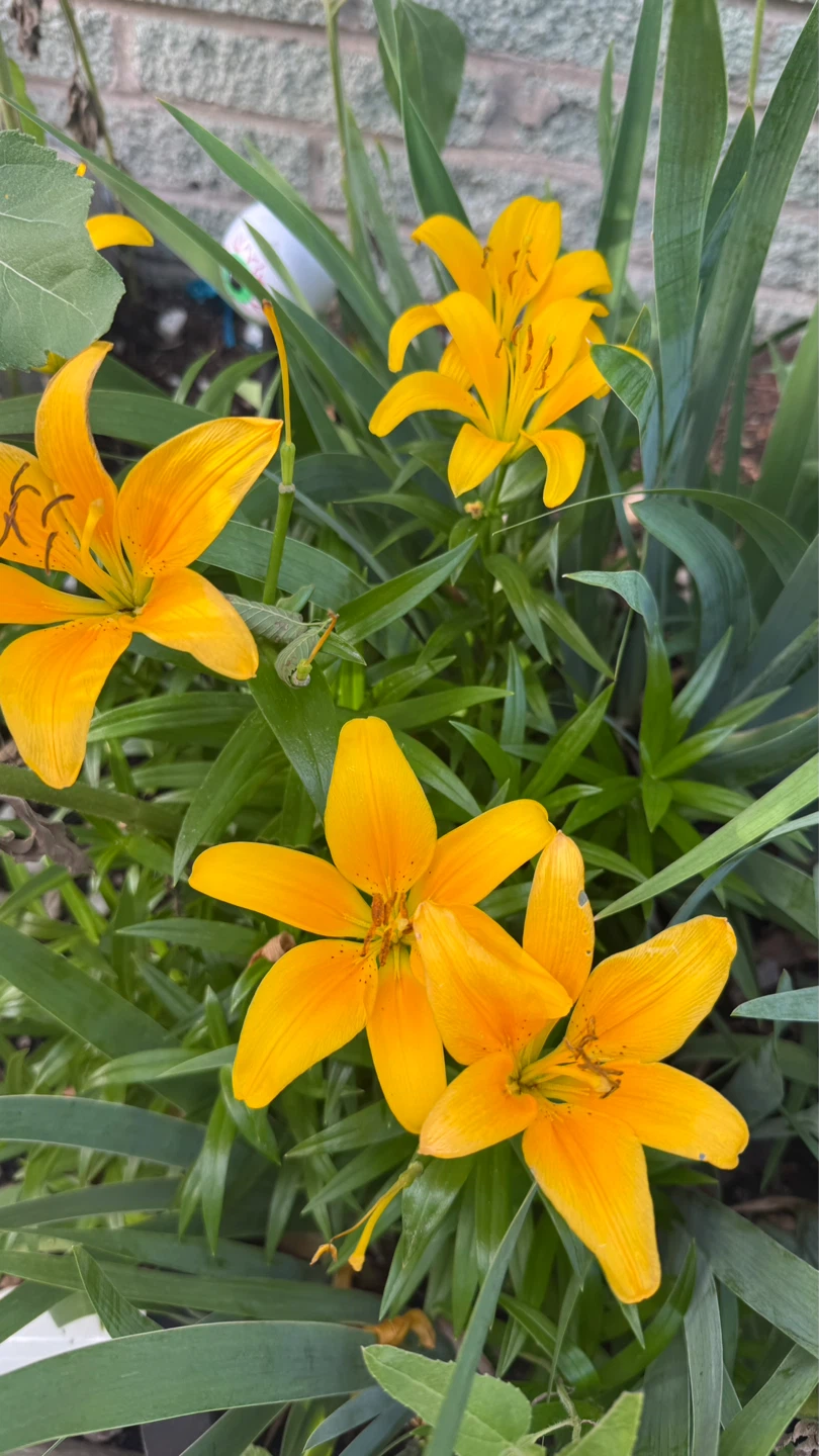 Bright Orange Daylily Flowers