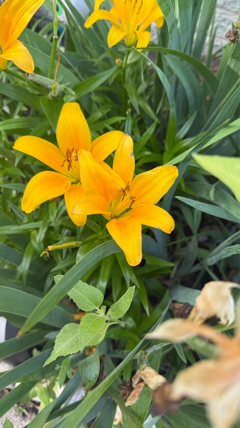 Bright Orange Daylily Flowers - photo 4