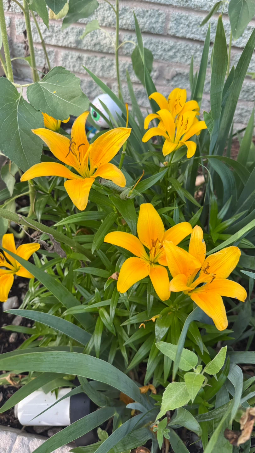 Bright Orange Daylily Flowers - photo 2