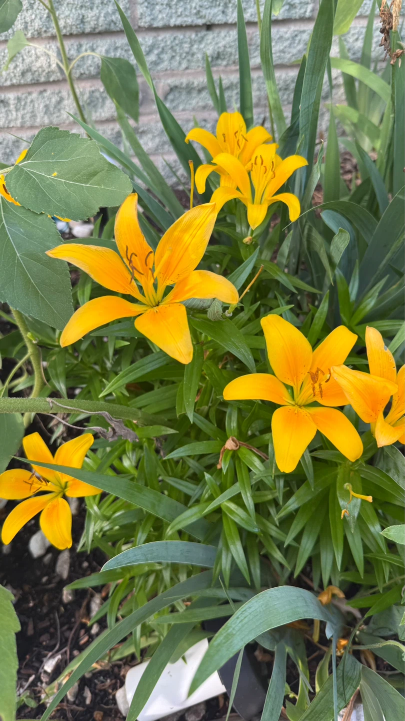 Bright Orange Daylily Flowers - photo 3