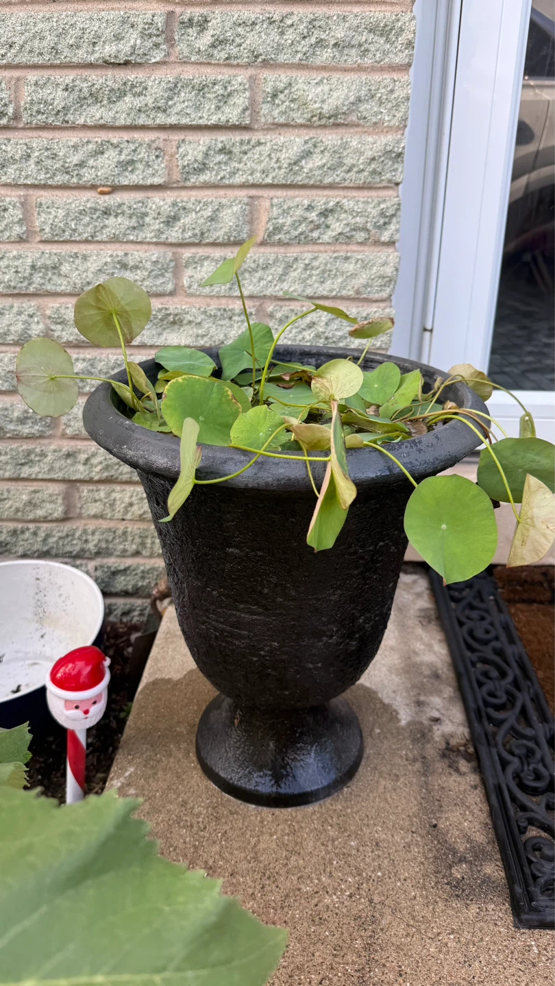 Plant in Urn Pot ( plant not included ) check more pictures - photo 2