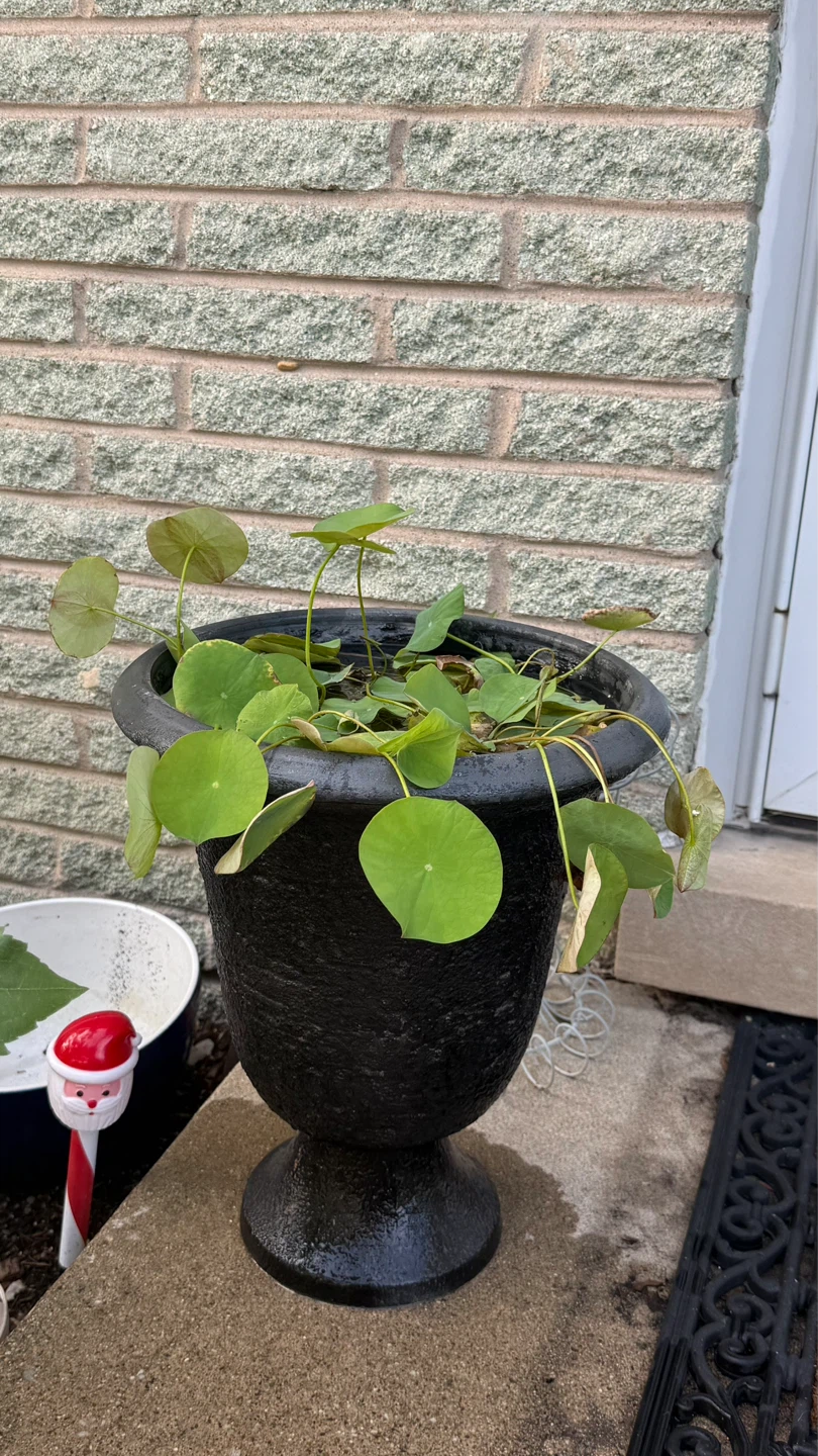 Plant in Urn Pot ( plant not included ) check more pictures
