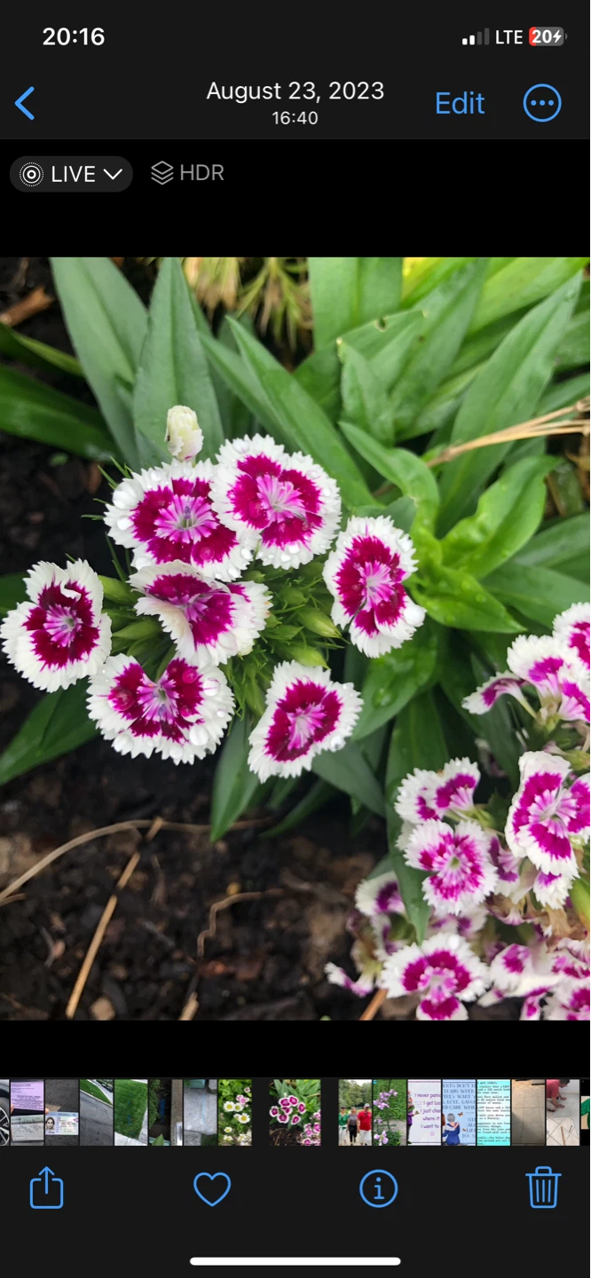 Dianthus plants & Morning glory plants