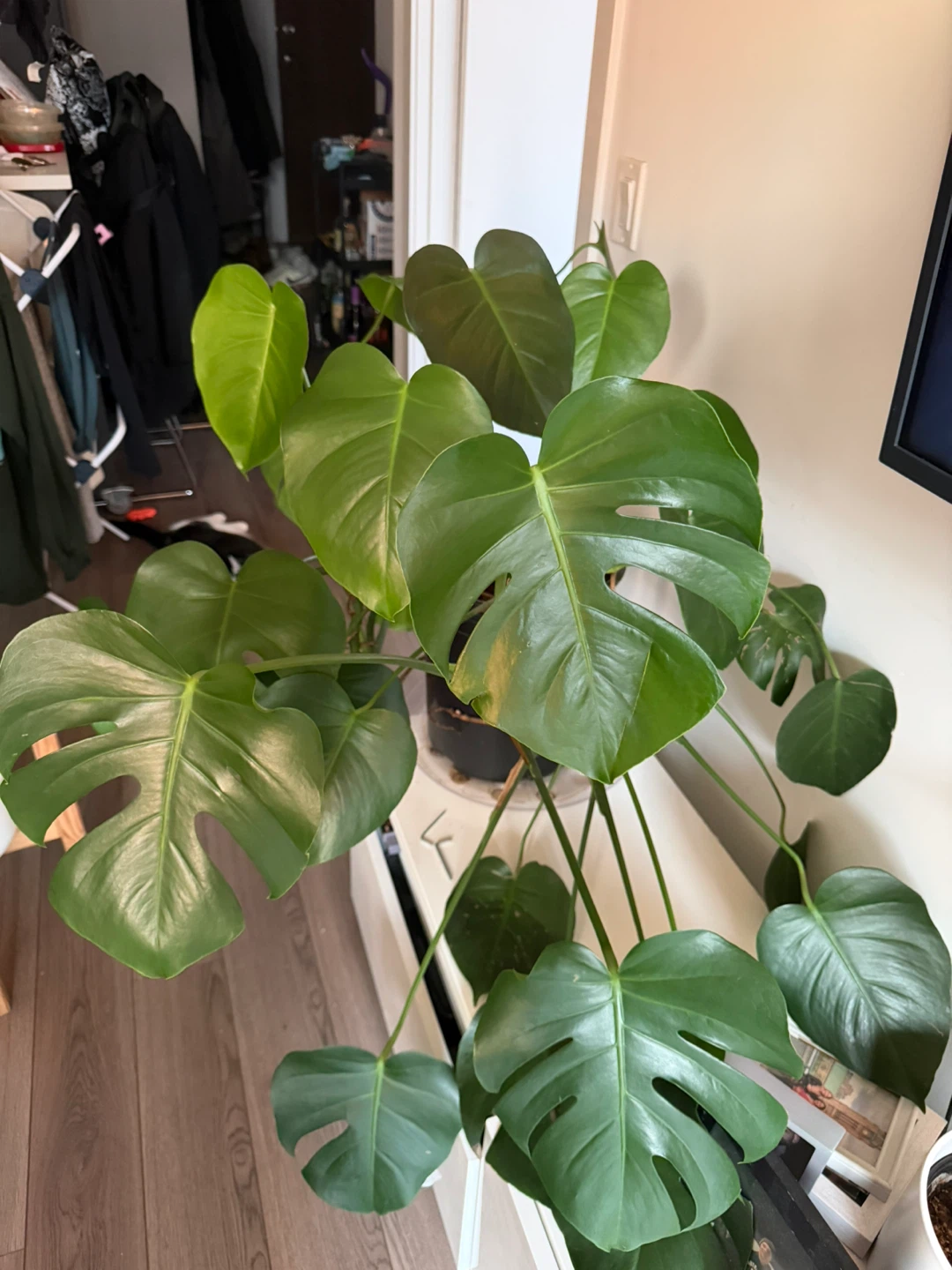 Monstera Plant