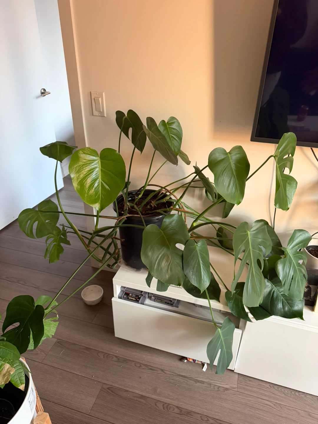 Monstera Plant - photo 2