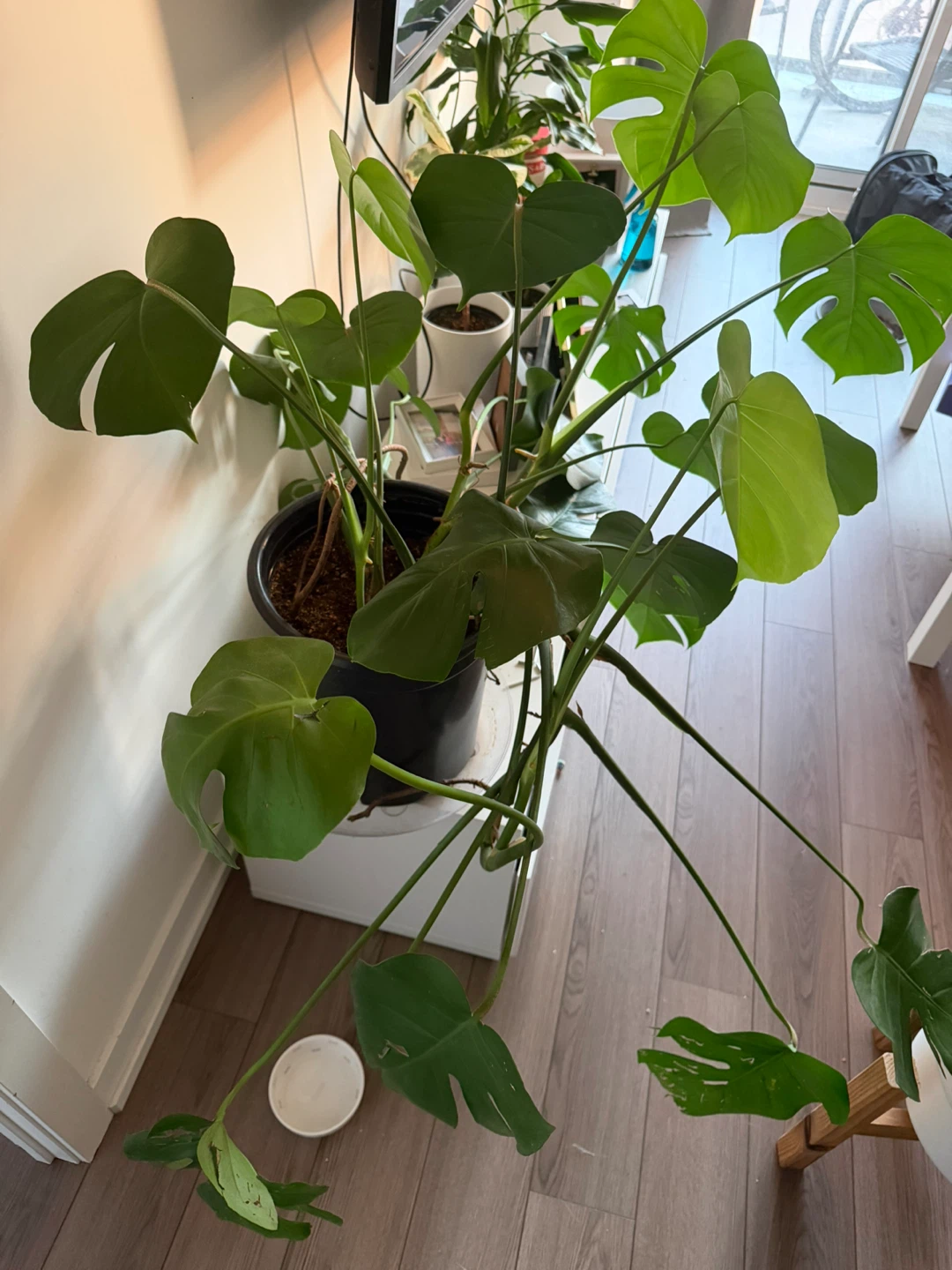 Monstera Plant - photo 3