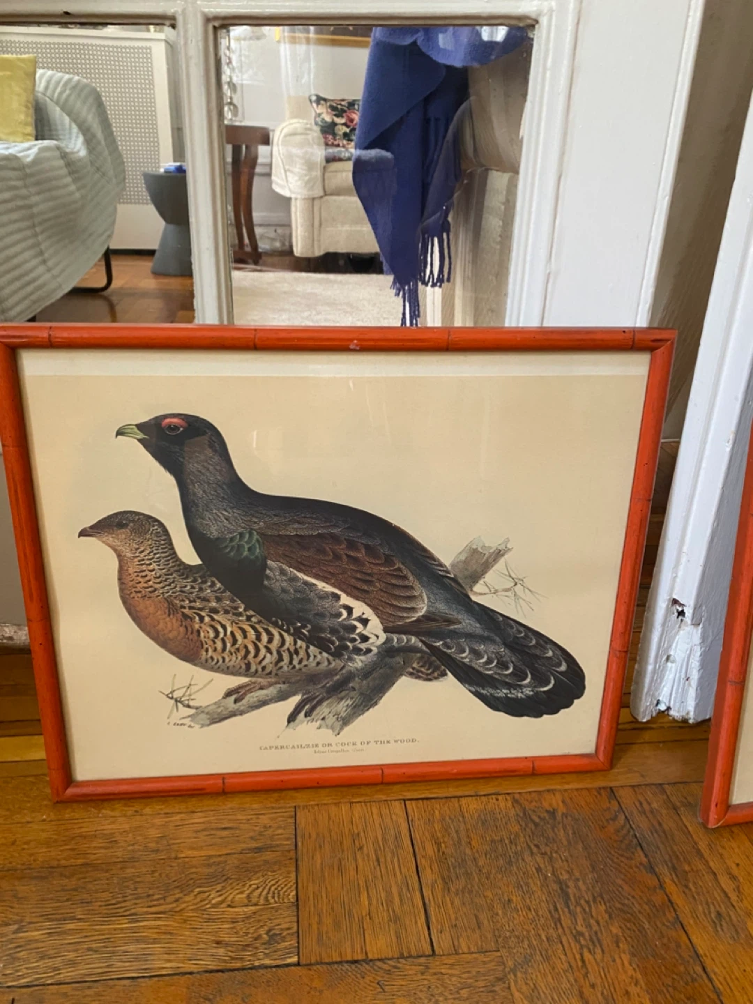 Vintage Framed Bird Prints (Set of 5)