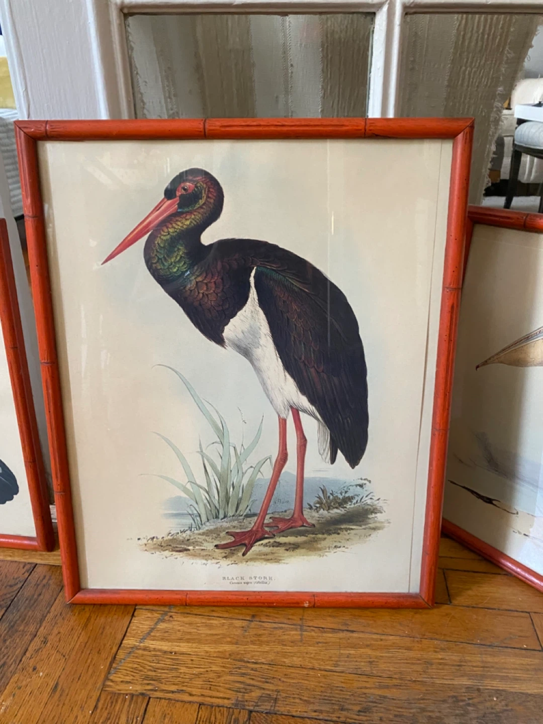 Vintage Framed Bird Prints (Set of 5) - photo 4