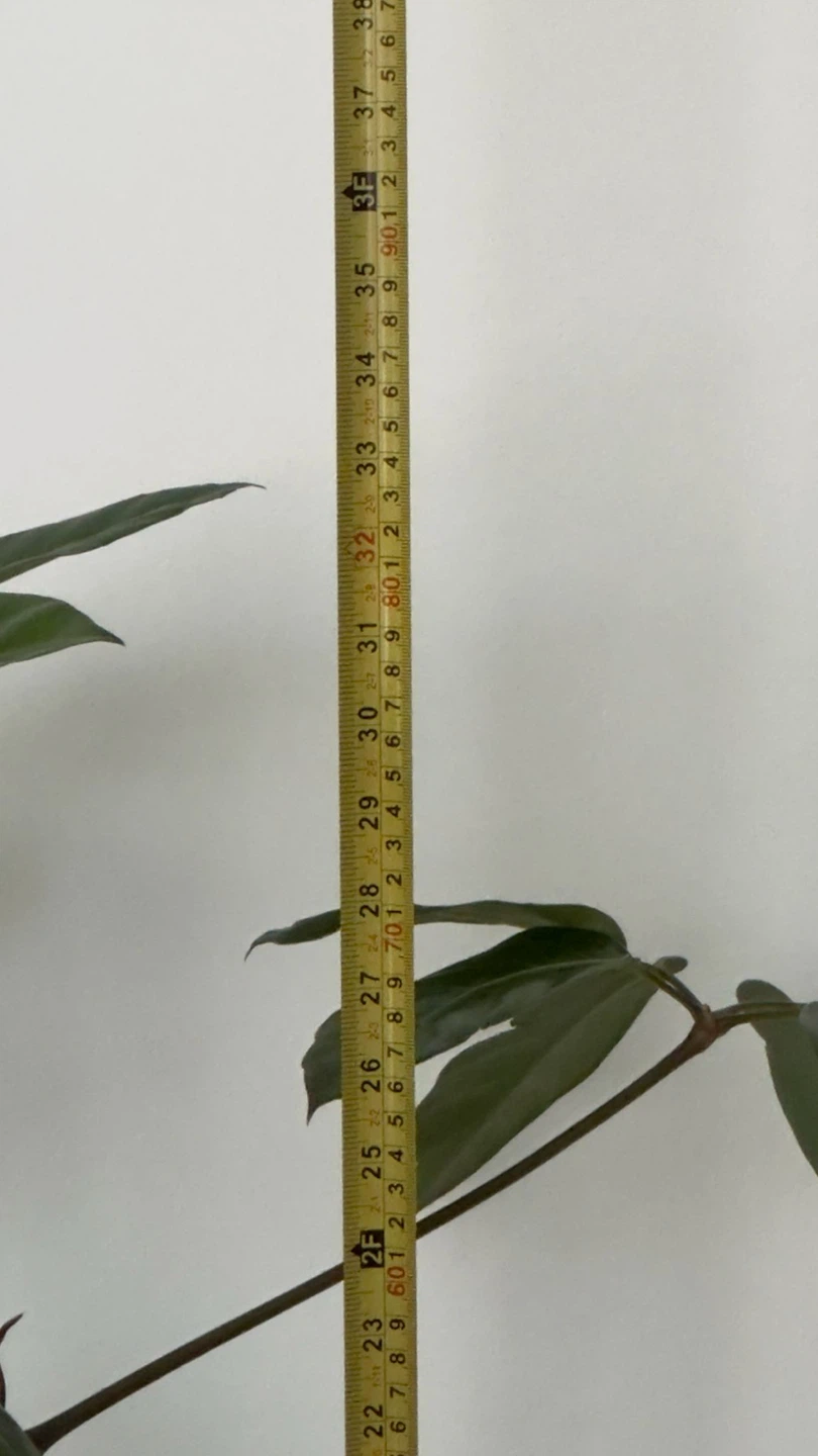 Schefflera Plant - photo 4